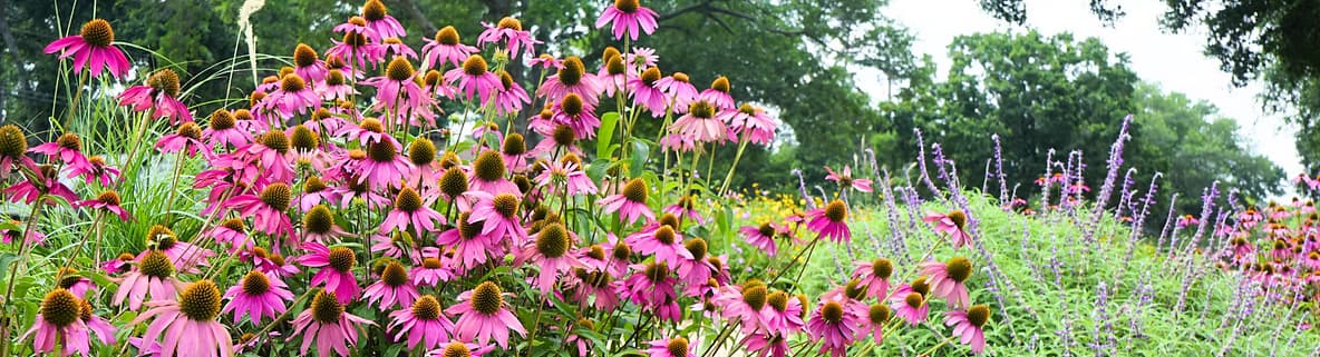 Trail Project 1~mv2.avif